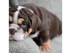 Bulldog Puppy for sale in Greenwood, SC, USA