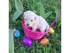 Poodle (Toy) Puppy for sale in Hermitage, TN, USA