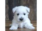 West Highland White Terrier Puppy for sale in Koshkonong, MO, USA