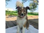 Shetland Sheepdog Puppy for sale in Kaufman, TX, USA