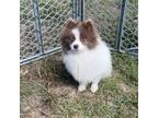 Pomeranian Puppy for sale in Tyler, TX, USA