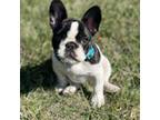 French Bulldog Puppy for sale in Kansas City, KS, USA