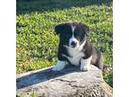 Cardigan Welsh Corgi Puppy for sale in Beulaville, NC, USA