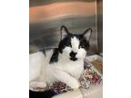 Juliette Domestic Shorthair Adult Female