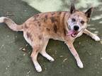 Bexley Catahoula Leopard Dog Adult Female