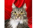 Dillweed Maine Coon Senior Male