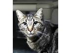 72006a Caulisandro-Pounce Cat Cafe Domestic Shorthair Adult Male