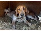 Bambi Treeing Walker Coonhound Young Female