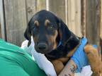 Oracle Doberman Pinscher Puppy Male