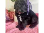 Mutt Puppy for sale in Eaton Rapids, MI, USA