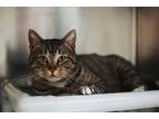 71805a Mr. Peanuts-Pounce Cat Cafe Domestic Shorthair Adult Male