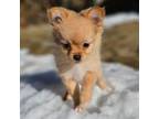 Pomeranian Puppy for sale in Parker, CO, USA