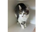 Keema Domestic Shorthair Young Female