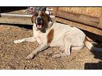 Lazlow Great Pyrenees Adult Male