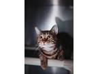 71965a Parsley-Pounce Cat Cafe Domestic Shorthair Adult Male