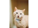 71823A Irving-Pounce Cat Cafe Domestic Shorthair Adult Male