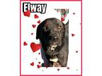 Elway Labrador Retriever Young Male