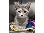 Coconut Cream Domestic Shorthair Young Female