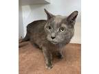 Leona ~ Front Paw Declawed Domestic Shorthair Adult Female