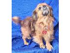 Diamond Peke Pekingese Adult Female