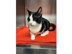 Charlie Domestic Shorthair Young Male