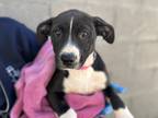 Dilly Bar American Pit Bull Terrier Puppy Female