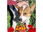 Zeke Basenji Young Male