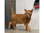 Apple Domestic Shorthair Young Male