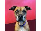 Hurley Boxer Senior Male