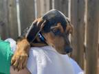 Prism Doberman Pinscher Puppy Male