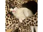 Penelope Domestic Shorthair Young Female