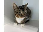 Easton Domestic Shorthair Young Male