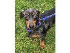 Kira Dachshund Adult Female