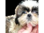 Shih Tzu Puppy for sale in Hayward, CA, USA