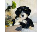 Mutt Puppy for sale in Cookeville, TN, USA