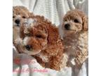 Poodle (Toy) Puppy for sale in Cameron, OK, USA
