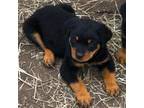 Rottweiler Puppy for sale in Hubbard, TX, USA