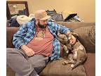 Lizzy Nacho, American Pit Bull Terrier For Adoption In La Grange, Illinois