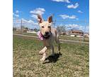 Barbie, Labrador Retriever For Adoption In Henderson, Nevada