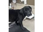 Beautiful Delilah, Labrador Retriever For Adoption In Athens, Tennessee