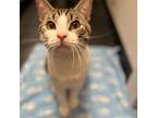 Binky, Domestic Shorthair For Adoption In Brooklyn, New York