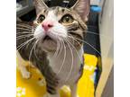 Carmel, Domestic Shorthair For Adoption In Brooklyn, New York