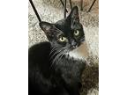 Popcorn: The Sweetest Kitten!, Domestic Shorthair For Adoption In Brooklyn