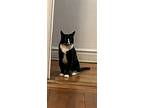 Charlie The Silly Tux, Domestic Shorthair For Adoption In Brooklyn, New York