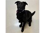 Zeus, Labrador Retriever For Adoption In Rohnert Park, California