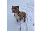 Princess, American Pit Bull Terrier For Adoption In Cortland, New York