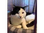 Valentino, Domestic Shorthair For Adoption In Crescent, Oklahoma