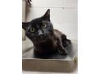 Sergio, Domestic Shorthair For Adoption In Chilton, Wisconsin