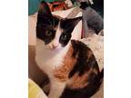 Tweety Bird, Calico For Adoption In Los Angeles, California