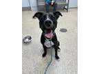 Lilly, American Pit Bull Terrier For Adoption In Philadelphia, Pennsylvania